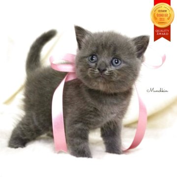 マンチカン(長足)【栃木県・女の子・2025年10月1日・ブルー】の写真「珍しい希少ブルー長足の女の子🐰🩰」