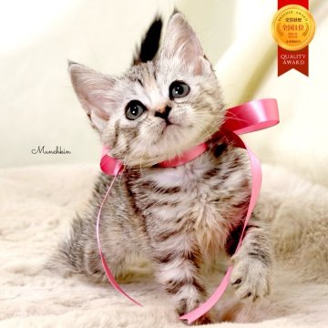 マンチカン(長足)【栃木県・女の子・2025年10月1日・シルバーパッチドタビー】の写真「アメショーmix♪可愛い女の子🐰🩰」