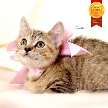 ジェネッタ【栃木県・女の子・2025年8月18日・ブラウンパッチドスポテッドタビー】の写真「父猫　グランドCH🏆　可愛い極短足女の子🎀🫧」