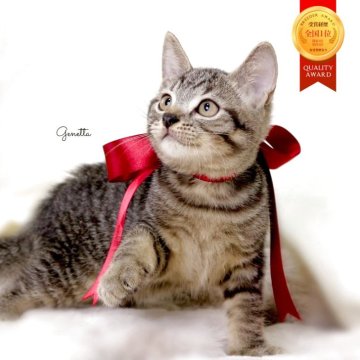 ジェネッタ【栃木県・男の子・2025年8月14日・ブラウンスポテッドタビー】の写真「可愛い男の子🧸　父猫　チャンピオン🏆」