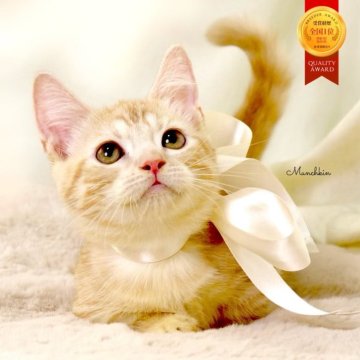 マンチカン(短足)【栃木県・男の子・2025年8月1日・クリームタビー】の写真「アメショーMix♪極短足🐻父猫グランドCH🏆」