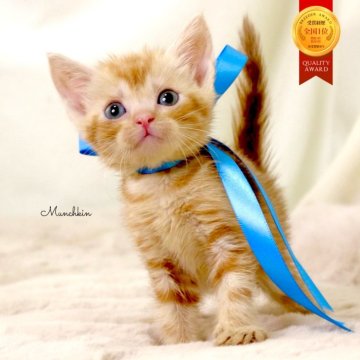 マンチカン(長足)【栃木県・男の子・2025年10月10日・レッドタビー】の写真「アメショーmix♪祖父　グランドCH🏆」