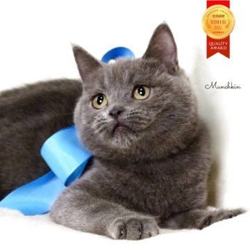 マンチカン(長足)【栃木県・男の子・2025年9月1日・ブルー】の写真「可愛い男の子🐈‍⬛💙」