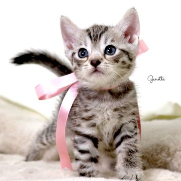 ジェネッタ【栃木県・女の子・2025年5月16日・シルバースポテッドタビー】の写真「可愛い女の子🐈‍⬛🎀」