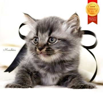 マンチカン(長足)【栃木県・男の子・2025年11月5日・ブラックスモーク】の写真「可愛い男の子🐻‍❄️幸運の黒猫くん🐈‍⬛」