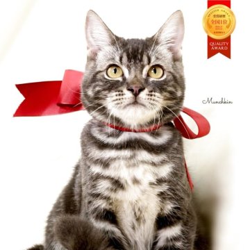 マンチカン(長足)【栃木県・男の子・2025年6月25日・シルバータビー】の写真「アメショーmix可愛い男の子🐻‍❄️💙」