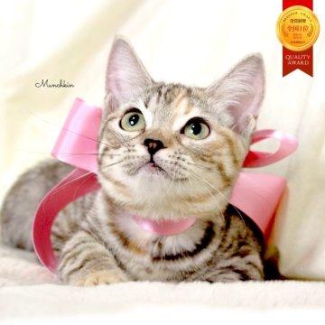 マンチカン(短足)【栃木県・女の子・2025年7月11日・シルバーパッチドタビー】の写真「可愛い極短足の女の子🐰🩰」