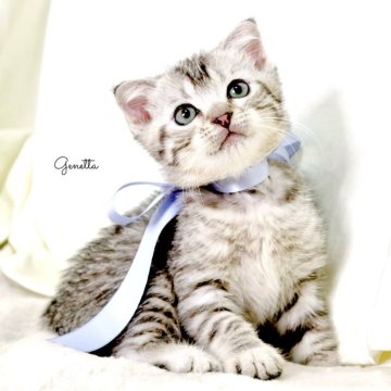 ジェネッタ【栃木県・男の子・2025年6月5日・シルバースポテッドタビー】の写真「可愛い🩵男の子🐾」