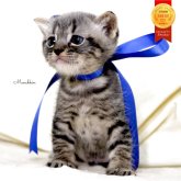 マンチカン(長足)