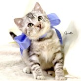 ジェネッタ