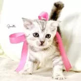 ジェネッタ