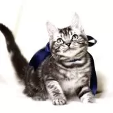 マンチカン(長足)