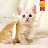 マンチカン(長足)