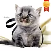 マンチカン(長足)