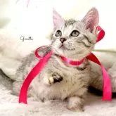 ジェネッタ