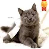 マンチカン(長足)