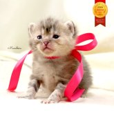 マンチカン(長足)