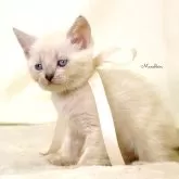 マンチカン(長足)