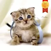 マンチカン(長足)