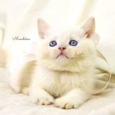マンチカン(長足)