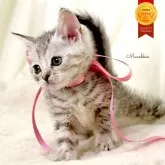 マンチカン(長足)