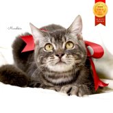 マンチカン(長足)