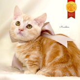 マンチカン(短足)