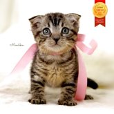 マンチカン(長足)