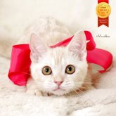 マンチカン(長足)