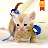 マンチカン(短足)