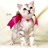 ジェネッタ