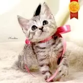 マンチカン(長足)