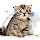 ジェネッタ