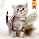 マンチカン(長足)