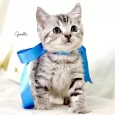 ジェネッタ