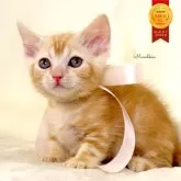 マンチカン(短足)