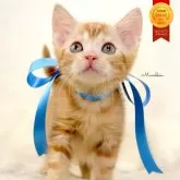 マンチカン(長足)