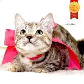 マンチカン(短足)