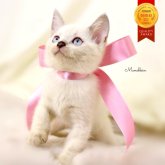 マンチカン(長足)