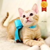 マンチカン(長足)