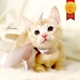 マンチカン(短足)