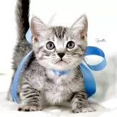 ジェネッタ