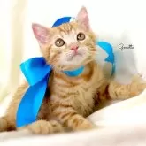 ジェネッタ【栃木県・男の子・2025年6月11日・レッドスポテッドタビー】の写真1