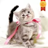 マンチカン(長足)