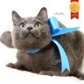 マンチカン(長足)