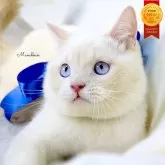 マンチカン(長足)