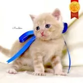 マンチカン(長足)