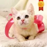 マンチカン(長足)