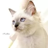 マンチカン(長足)