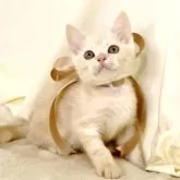 マンチカン(長足)